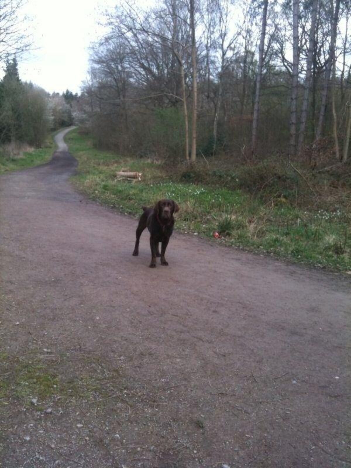 Oversley Woods, Alcester large photo 2