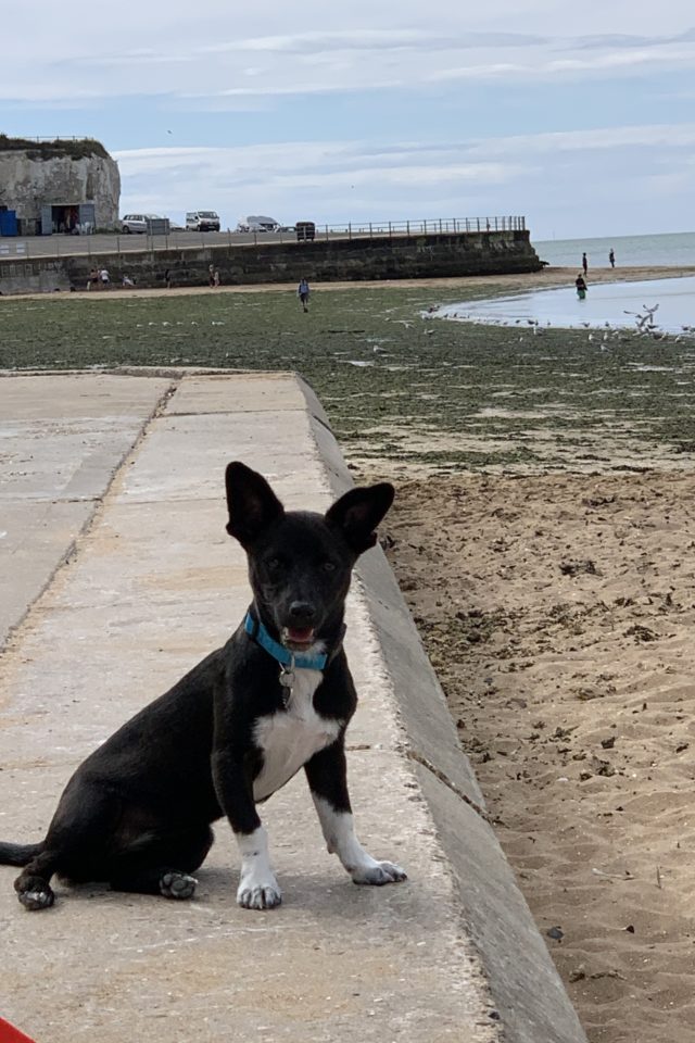 Dog walk at Palm Bay Beach, Margate · Walkiees