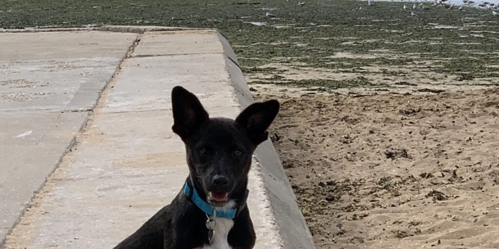 What Beaches Allow Dogs In