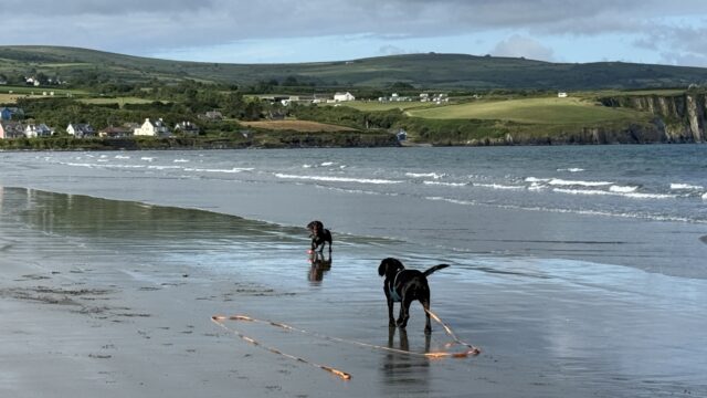 Dog walk at Parrog Newport to Newport sands