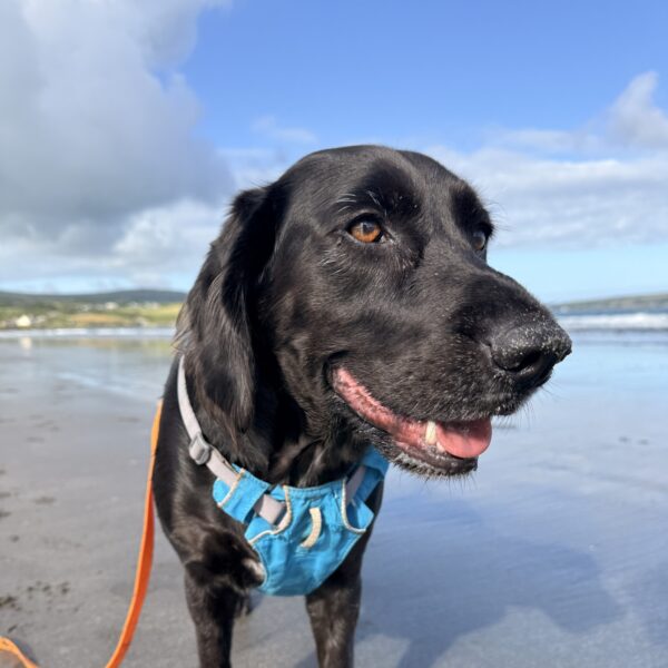 Parrog Newport to Newport sands photo 4