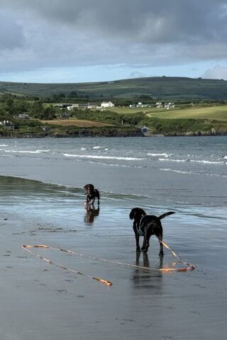 Dog walk at Parrog Newport to Newport sands photo