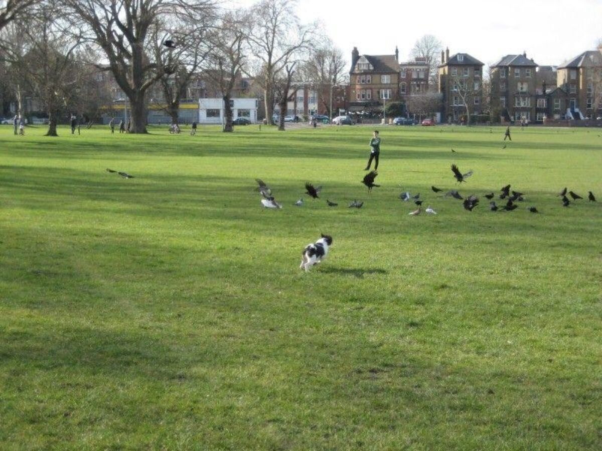 Peckham Rye Park And Common large photo 3