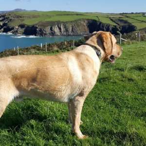 Pembrokeshire Coastal Path Trefin To Porthgain
