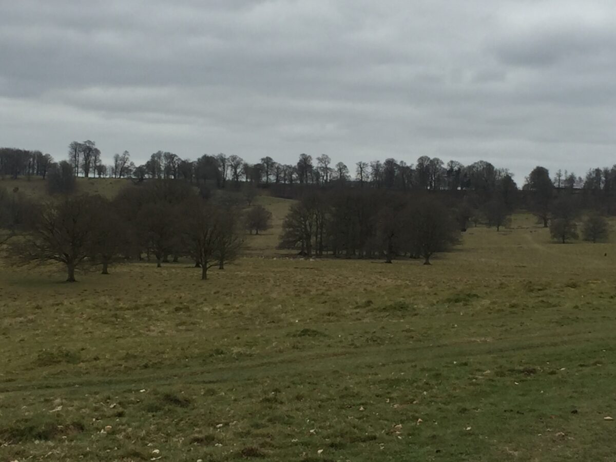 Petworth Park large photo 1