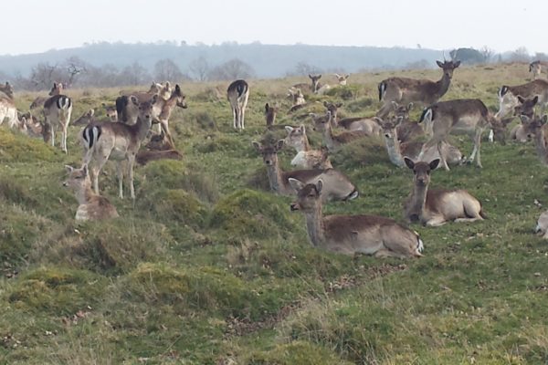 Petworth Parkphoto