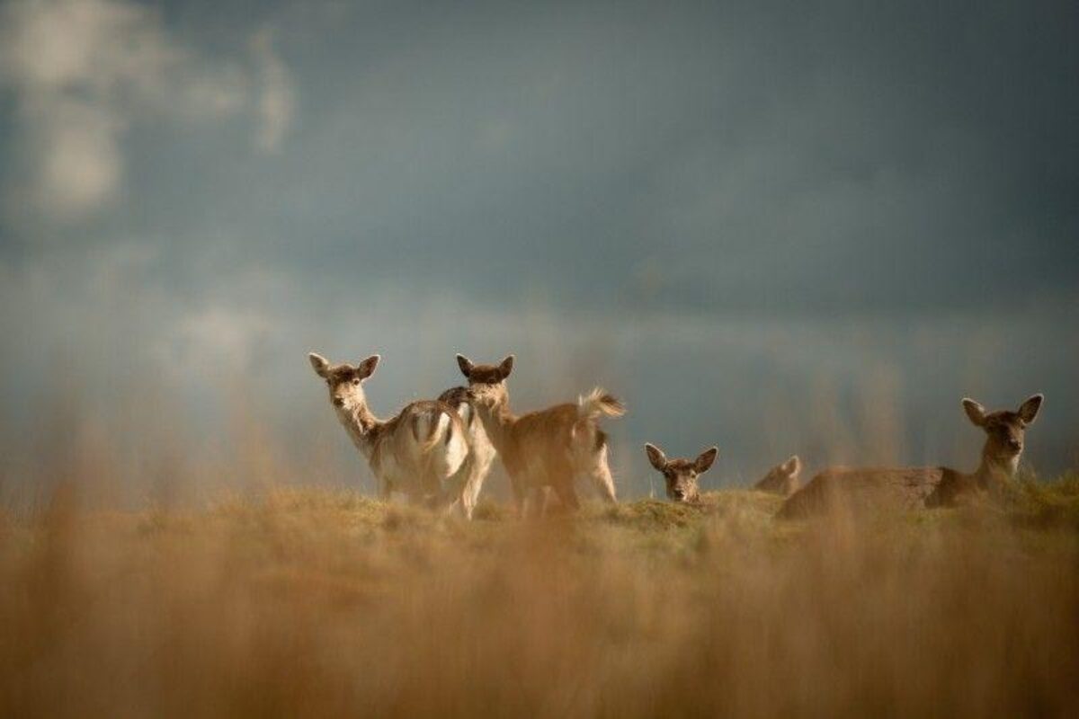 Petworth Park large photo 1