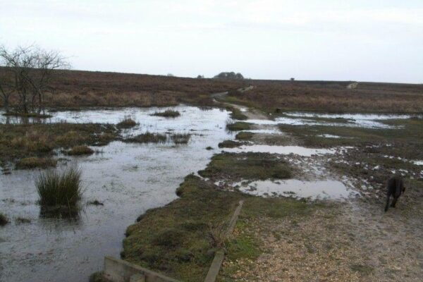 Pig Bush (New Forest)photo