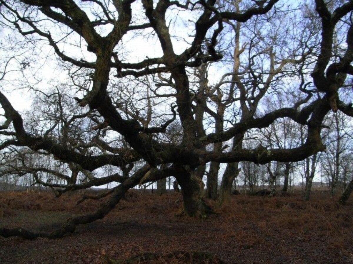 Pig Bush (New Forest) large photo 3