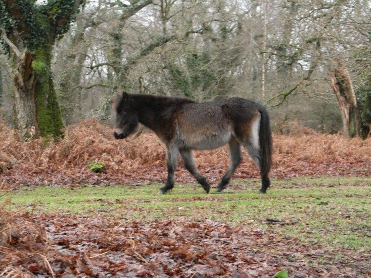 Pig Bush (New Forest) large photo 4