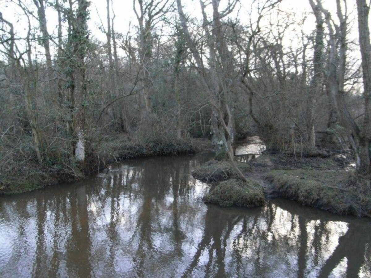 Pig Bush (New Forest) large photo 5