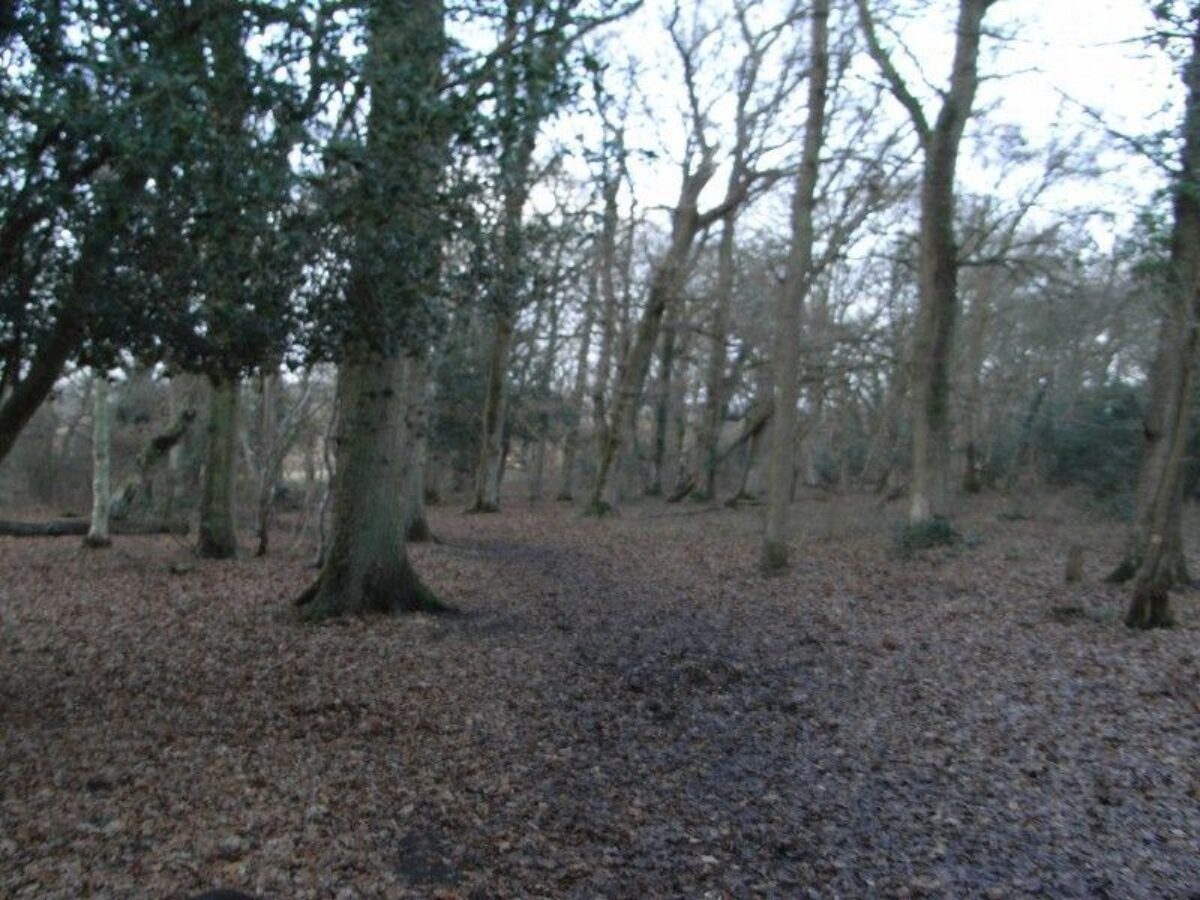 Pig Bush (New Forest) large photo 6