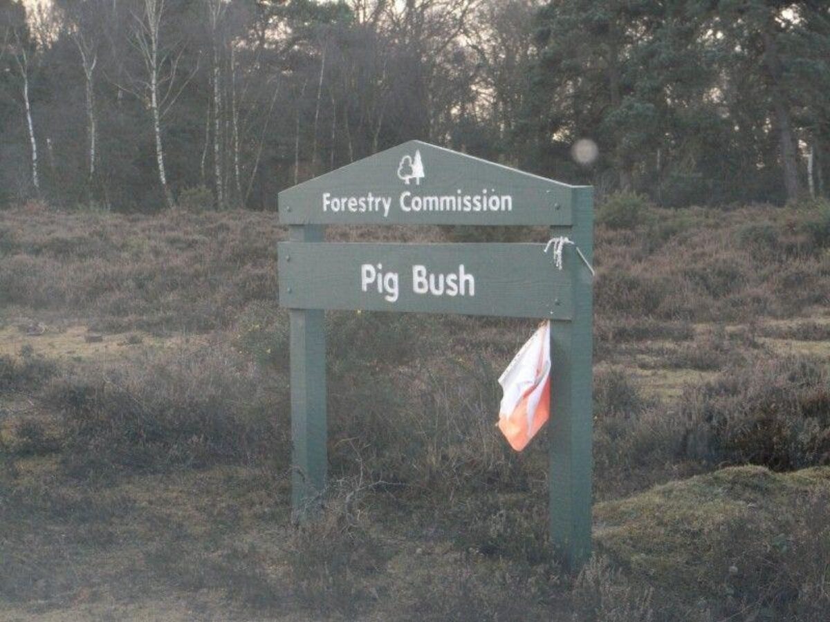 Pig Bush (New Forest) large photo 7