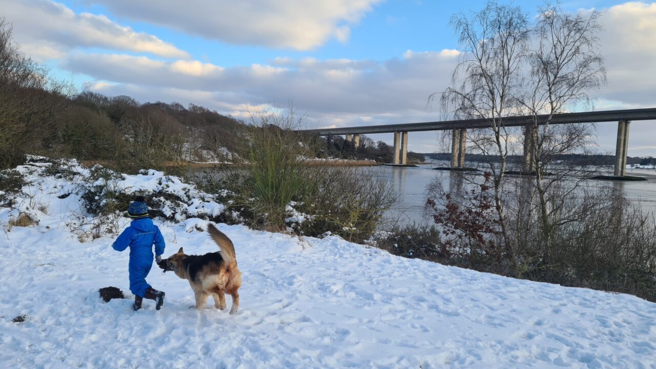 Dog walk at Orwell Country Park · Suffolk (East) · Walkiees