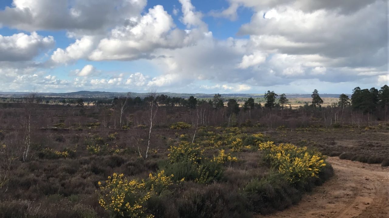 Dog walks in Surrey · Walkiees