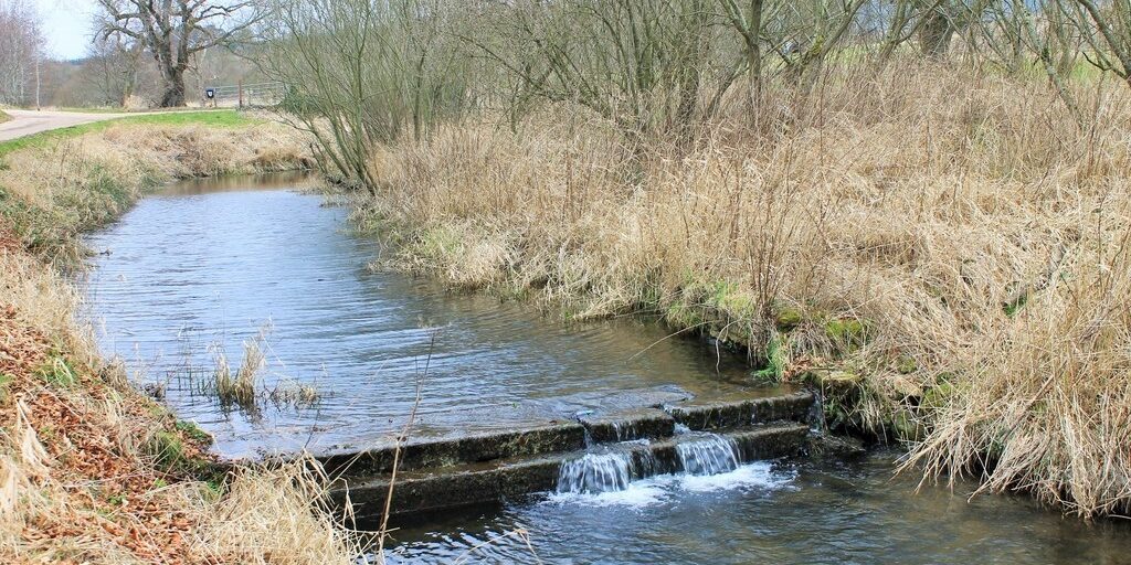 Dog walk at Pitfour Lake · Aberdeenshire · Walkiees