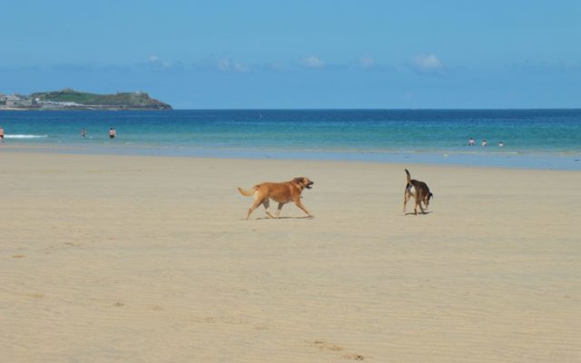 Porth Kidney Dog walk in Cornwall