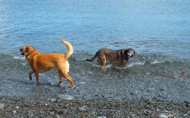 Porthustock Dog walk in Cornwall