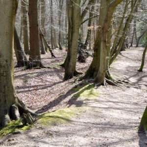 Pullingshill Wood, Walking The Trenches
