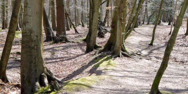 Pullingshill Wood, Walking The Trenches