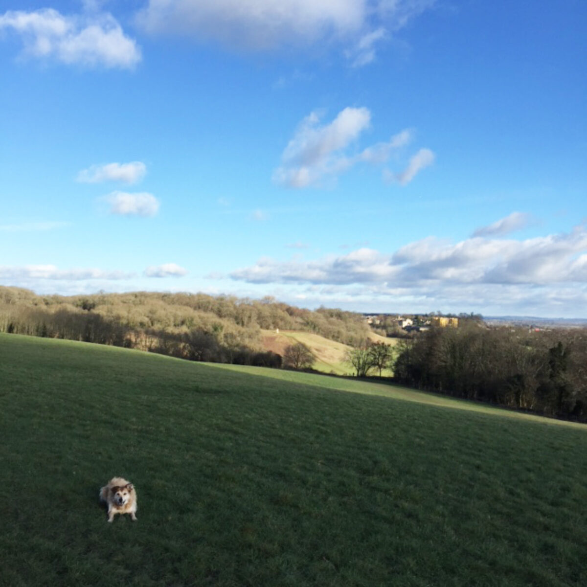 Purdown / Stoke Park Estate large photo 8