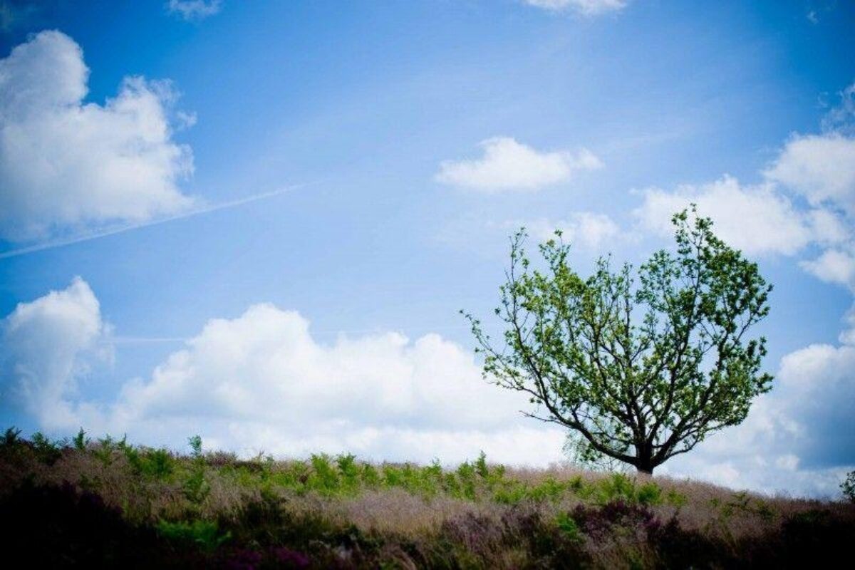 Puttenham Common large photo 6