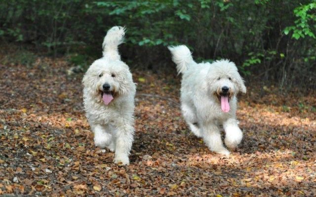 Queen Elizabeth Country Park Dog walk in Hampshire