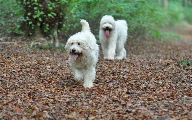 Queen Elizabeth Country Park Dog walk in Hampshire
