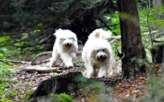 Queen Elizabeth Country Park Dog walk in Hampshire