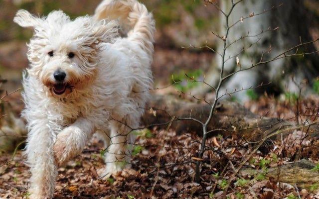 Queen Elizabeth Country Park Dog walk in Hampshire