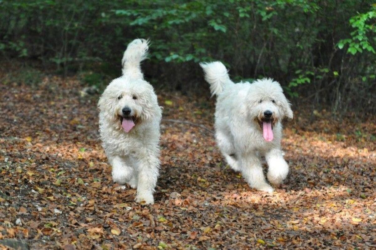 Dog walk at Queen Elizabeth Country Park · Hampshire · Walkiees