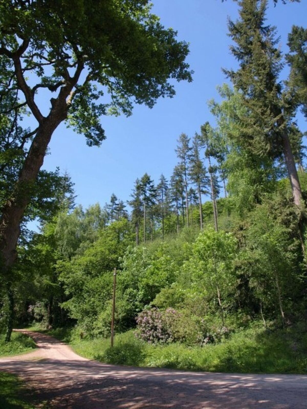 Ramscombe (Great Wood Quantocks) large photo 1