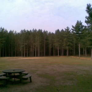 Rendlesham Forest