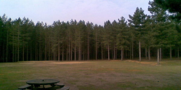 Rendlesham Forest