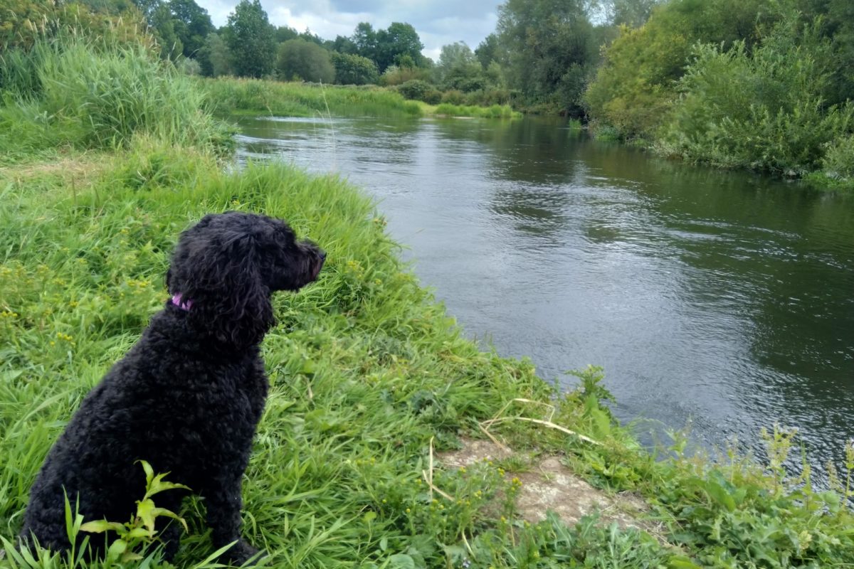 Dog walk at River Avon Somerley, Hampshire · UK · Walkiees