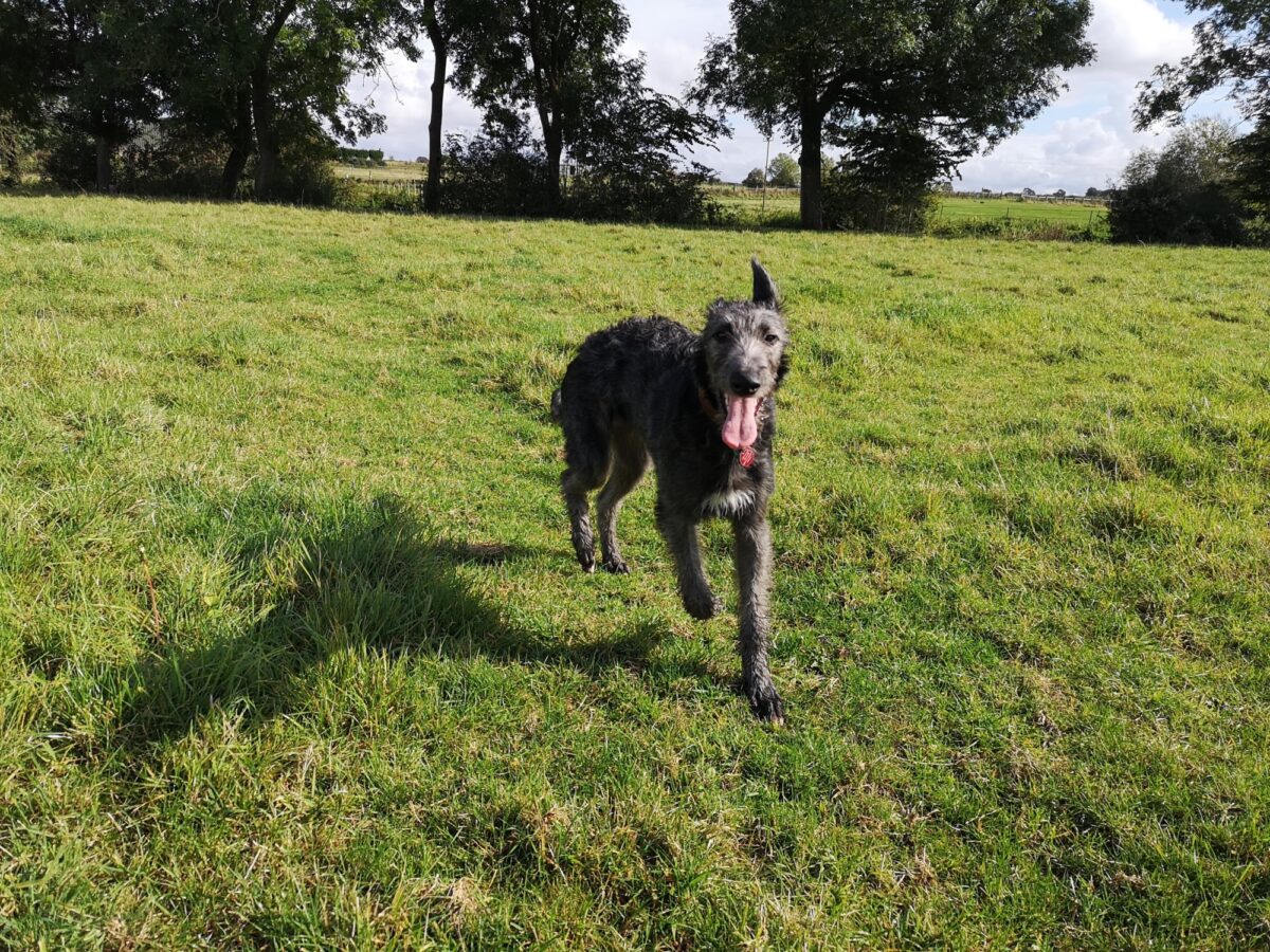 River Meadow Dog Walking large photo 2