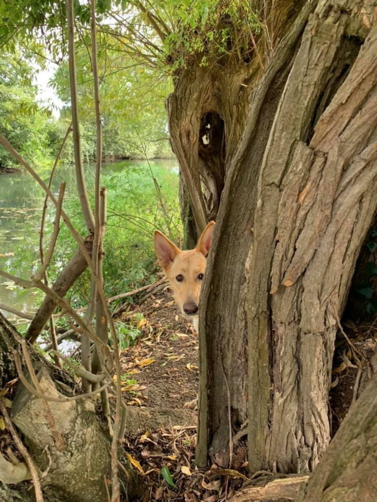 River Meadow Dog Walking large photo 1