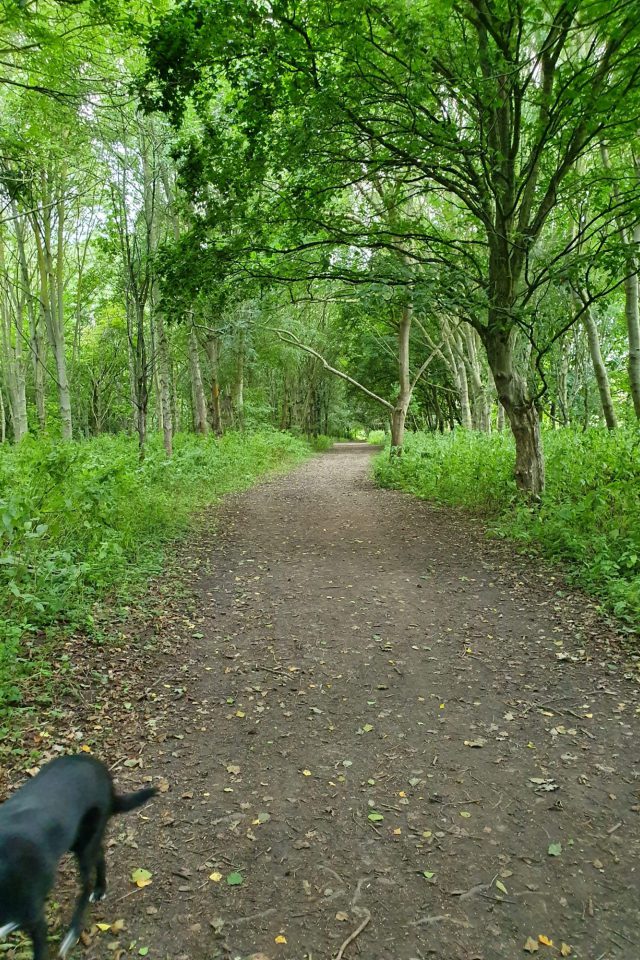 Dog walk at River Yeo · Somerset · Walkiees