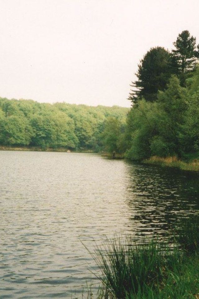Dog walk at Roddlesworth Reservoirs And Tockholes Plantation · Lancashire · Walkiees