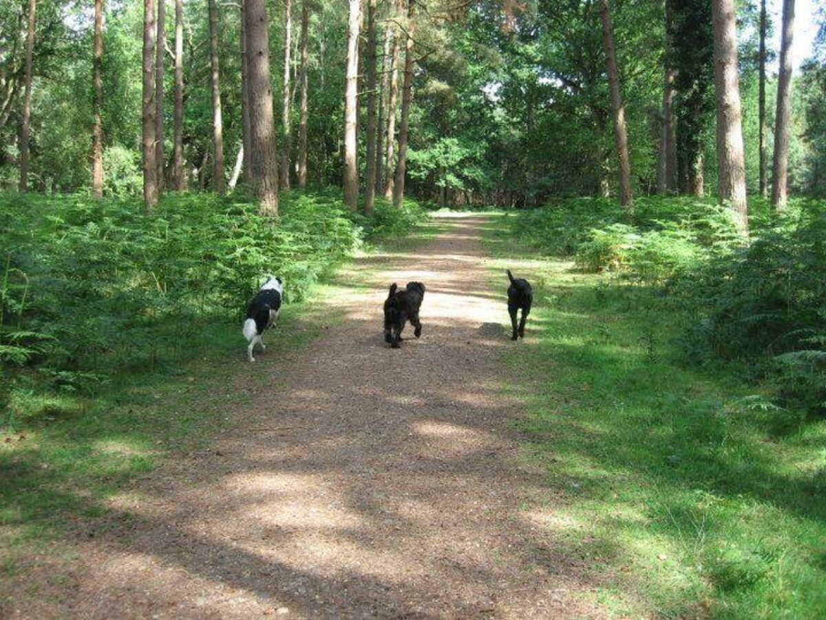 Royal Victoria Country Park large photo 2