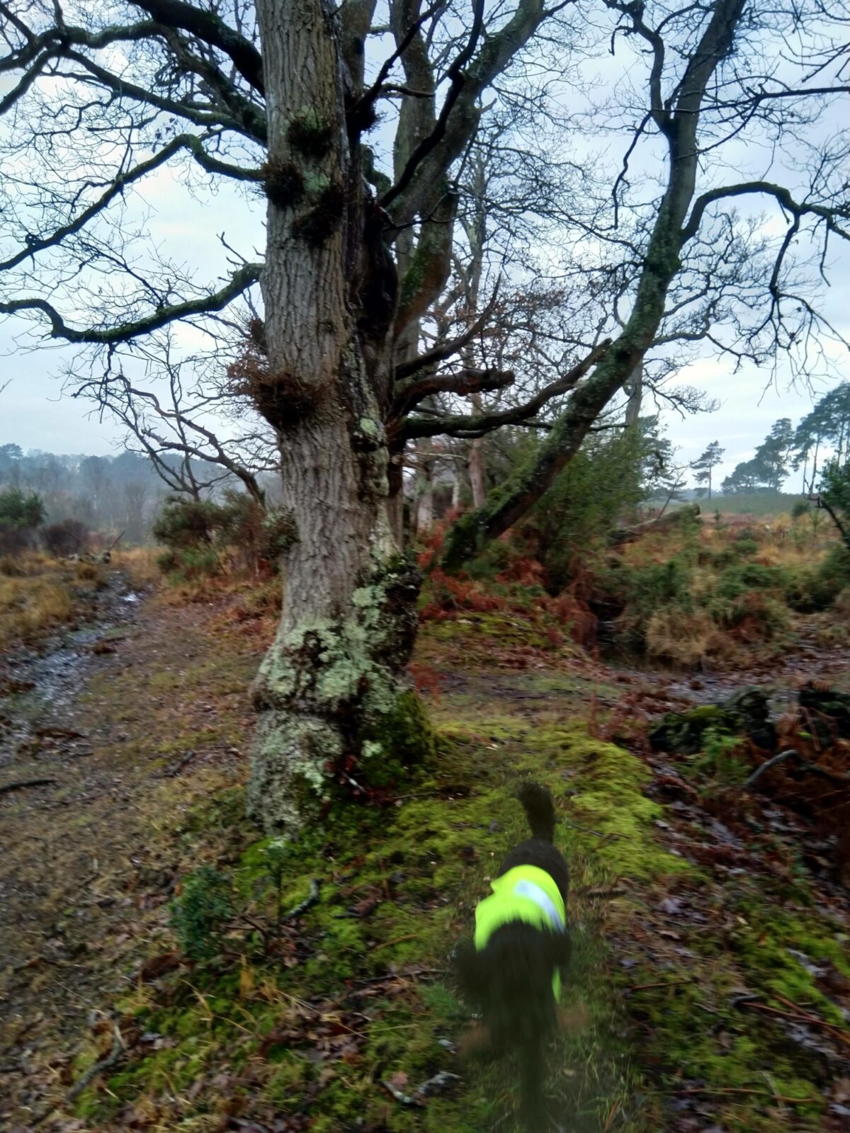 Roydon Wood, New Forest large photo 2