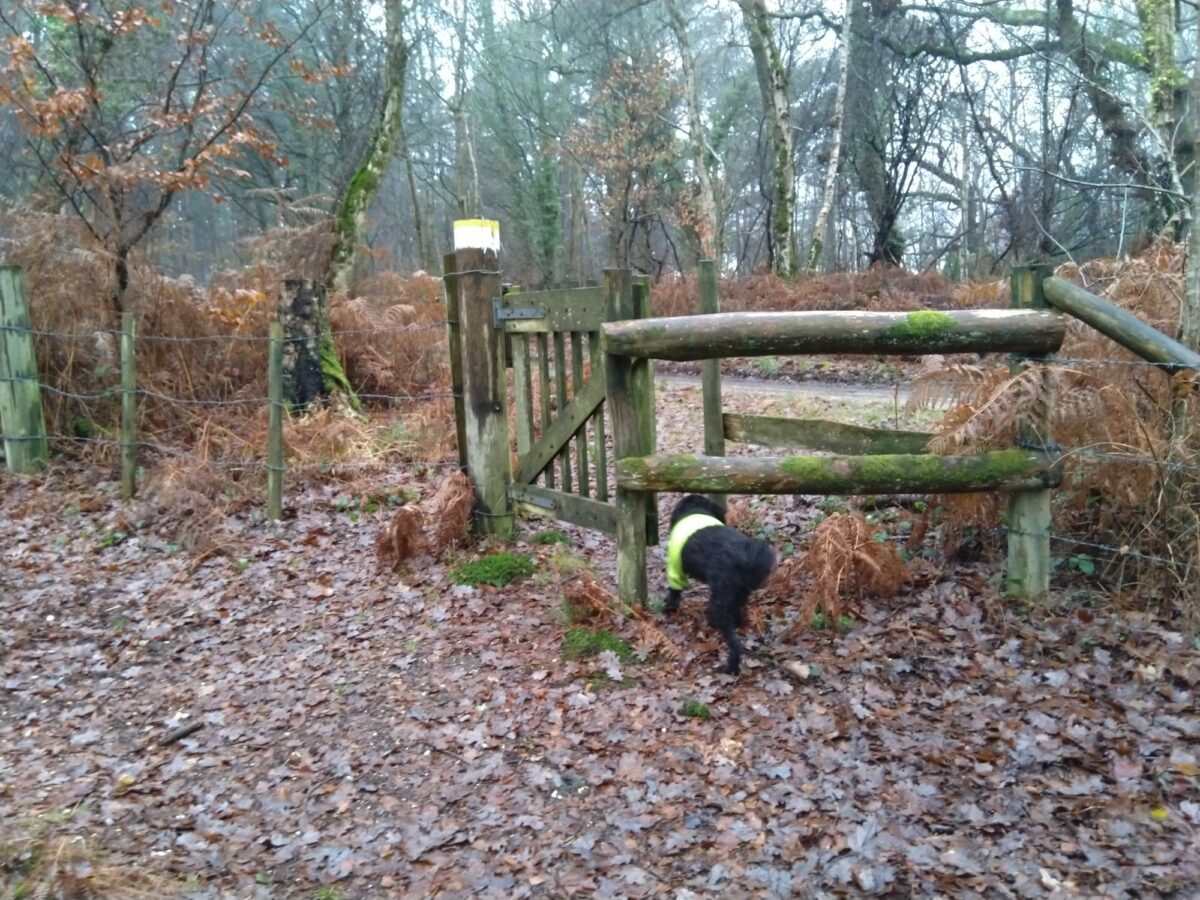 Roydon Wood, New Forest large photo 5