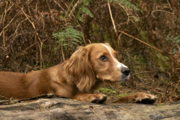 Rushmere Country Parkphoto