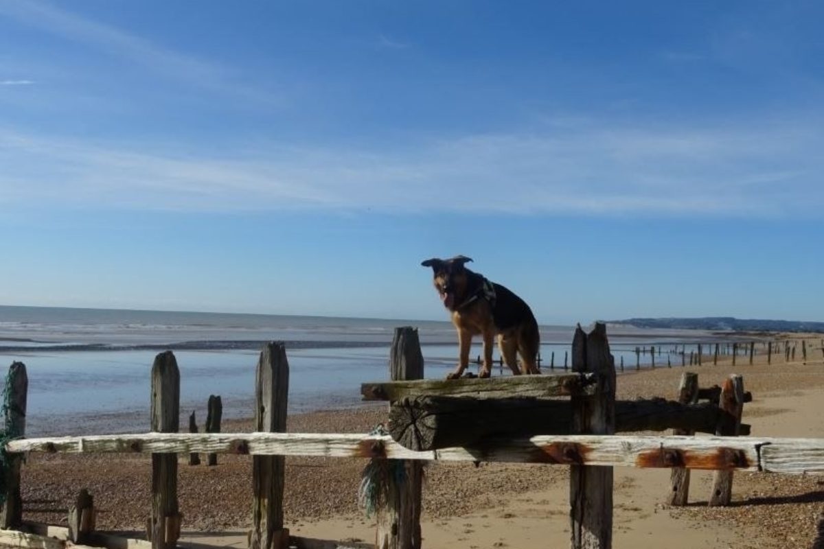 Dog walk at Rye Harbor · Sussex (East) · Walkiees