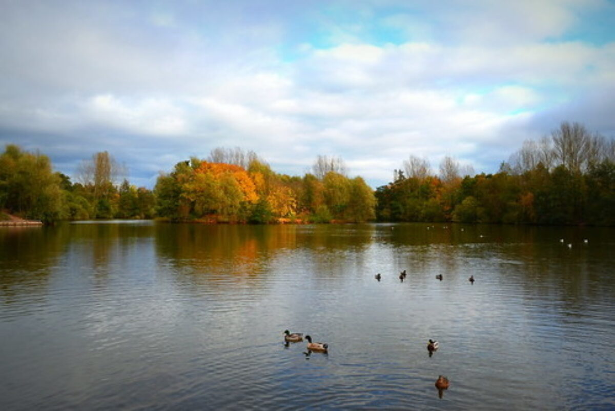 Ryton Pools Country Park large photo 4