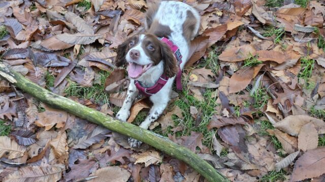 Dog walk at Sandringham