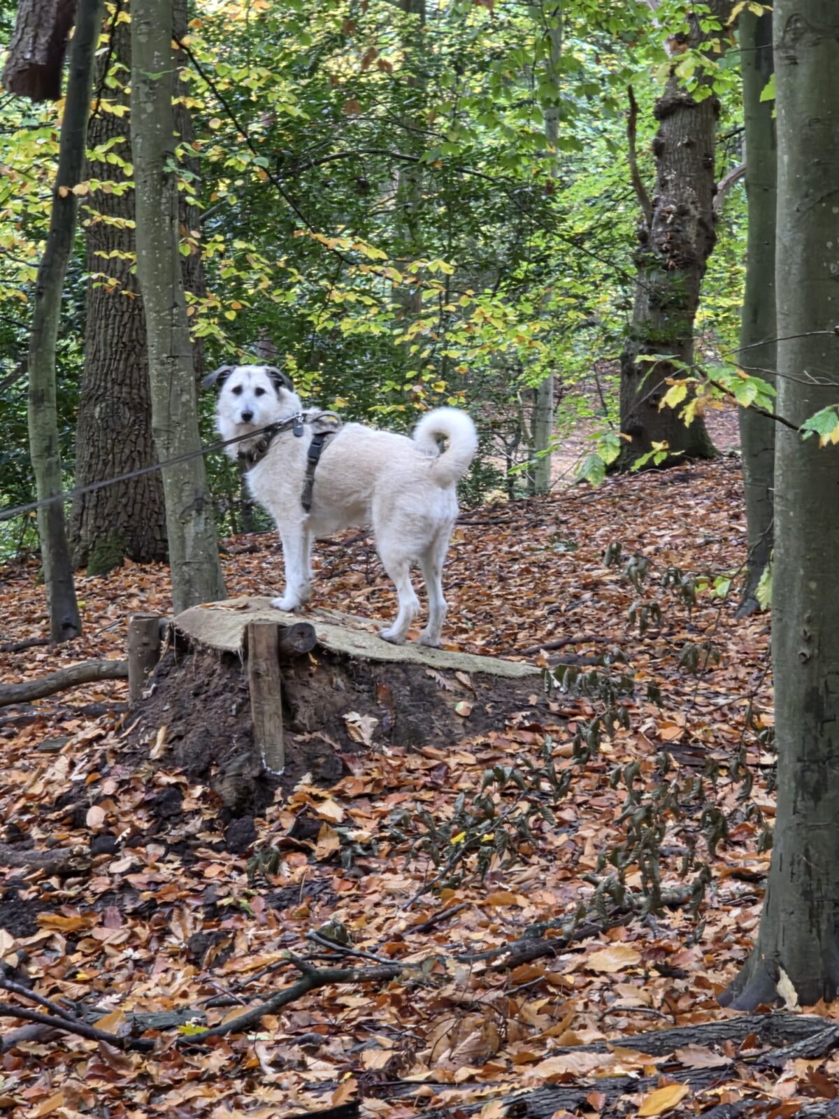 Sandringham large photo 2