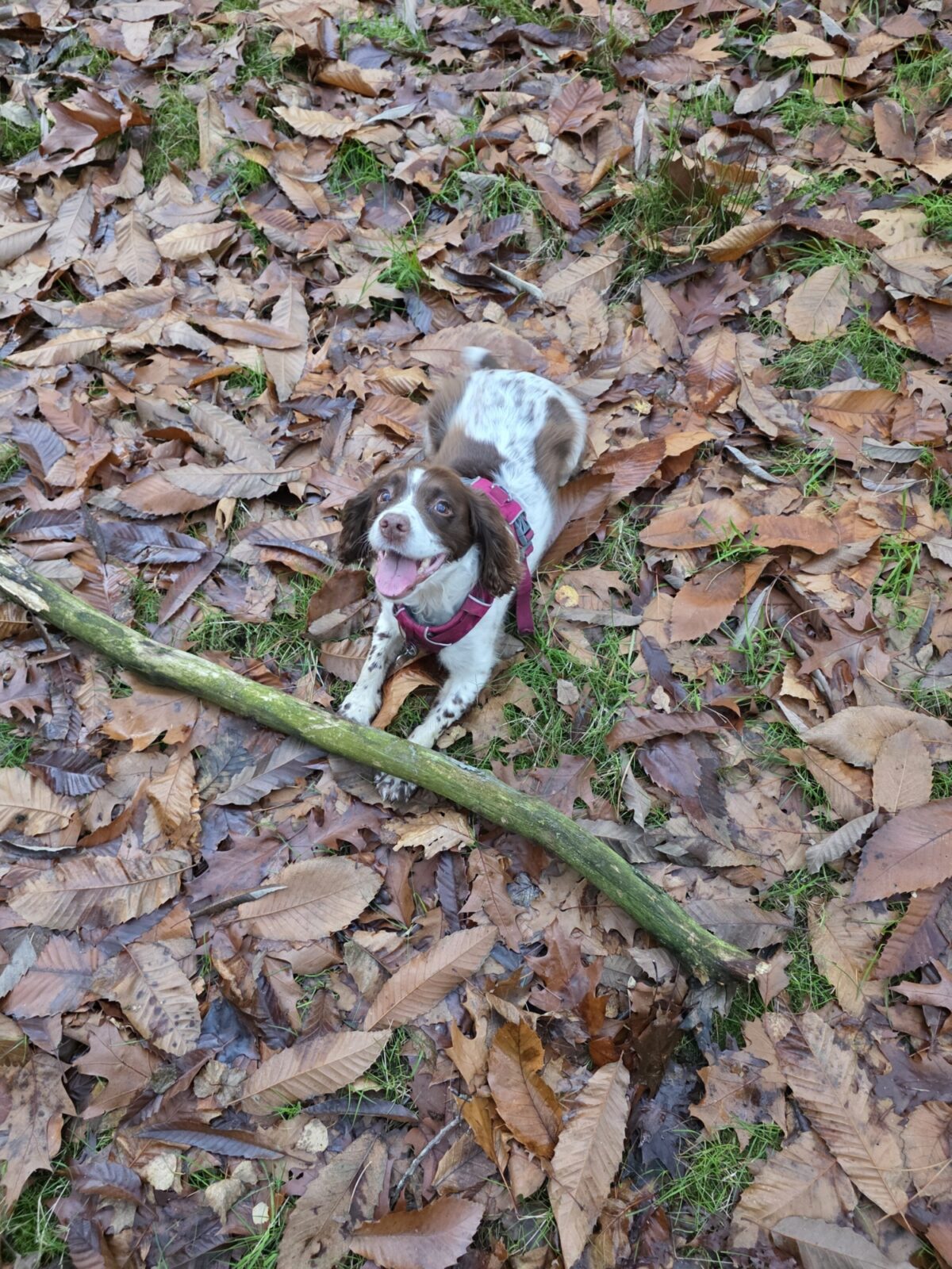 Sandringham large photo 1