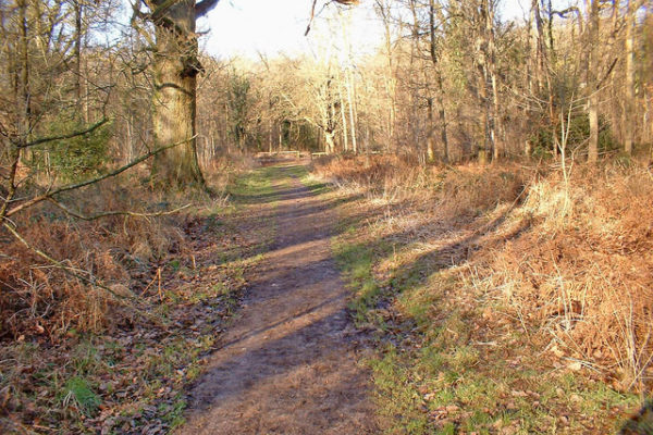 Savernake Forestphoto