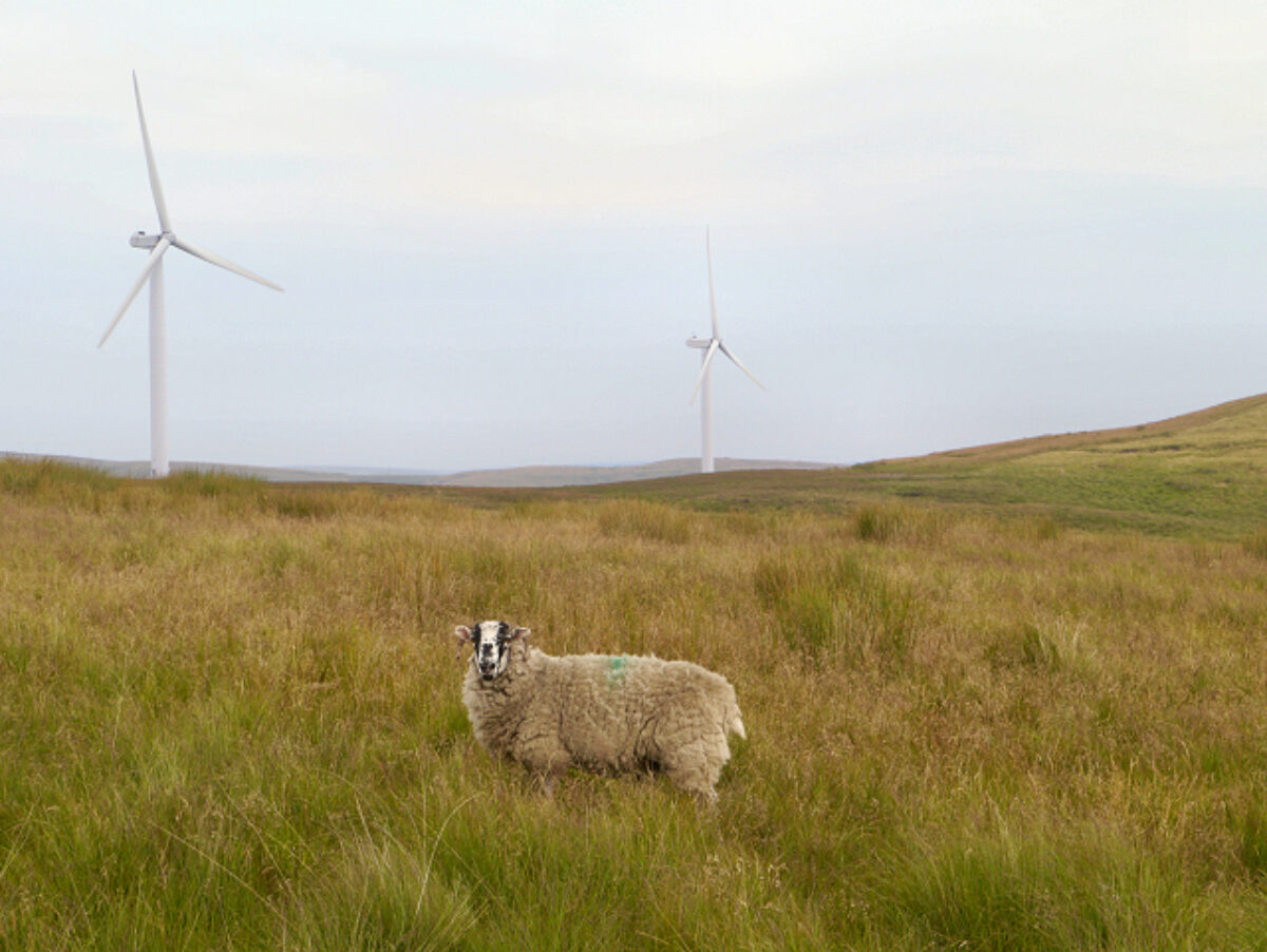 Scout Moor large photo 1